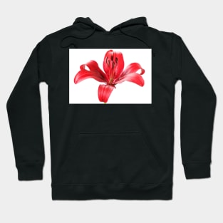 Lilium  'Blackout'  Lily  Asiatic lily Hoodie